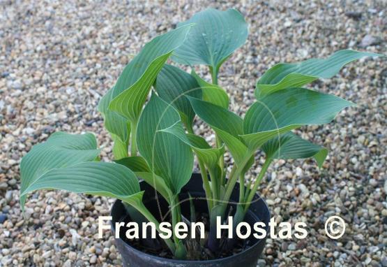 Hosta Curlew